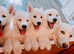 3 female puppies , Siberian Husky and Samoyed mix
