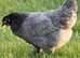 Various Hybrid laying chickens - different colours