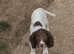 Male springer spaniel