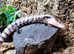 Merauke Blue Tongue Skinks at Birmingham Reptiles