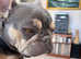 Sunnie needs a home