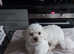 Cotton de tulear x shitzu