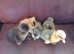 Ducklings
