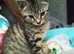 Tabby kittie