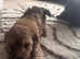 Beautiful toy poodle x chipoo puppies