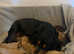 7 cocker spaniel puppies