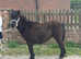 Standard shetland filly