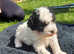 miniature poodle/cairn-terrier PUPPIES 1boy 3 girls