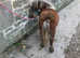 Miniature horse