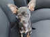Pedigree Chihuahua stud