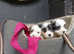 Sealyham x Jack Russell terrier
