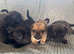 Gorgeous jug puppies