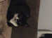 Kitten for sale