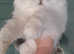 Beautiful Pedigree Chinchilla Persian Kitten.