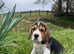 Beautiful beagle puppies