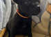 READY NOW Jack Russel x patterdale