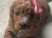 Not your average cockapoo puppies, six gold variations