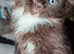 British Longhair cross kittens