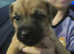 Patterdale terrier pups