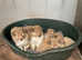 KC Registered Sable and White Rough Collie puppies available