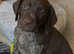 Beautiful pedigree German shorthaired pointer litter