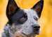 Australian cattle dog requires a new home to shift Australian cattle dog requires a new home to shift