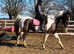 Super all rounder Dutch warmblood
