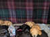 Beautiful F1 Toy Sprockerpoo puppies