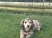 Shaded Cream Miniature Longhaired Dachshund Male