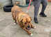 Stunning bandog male available