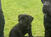 Corso x presa canario
