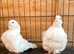 RARE WHITE CHINESE OWL PIGEONS