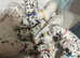 Dalmatian Puppies ready for their forever homes