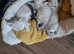 Snow Leopard Snow Bengal Kittens ** READY NOW***
