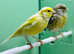 Canaries