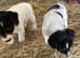 Miniature Jack Russell pups for sale