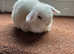 Three stunning mini lop babies