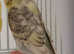 Budgies need rehomed