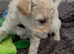 Beautiful Poochon Puppies