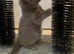 Russian blue X BOY Kitten Ready Monday