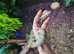 Leachianus Gecko's (on hold)