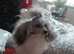 Stunning tiny Asian poodle 2yr old little girl