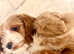 Miniature Australian Labradoodle puppies