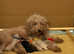 2 beautiful female schnoodle  puppies for sale