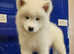 Beautiful Samoyed Puppies 2 females left