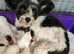 4 Biewer terrier pups