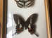 Framed butterfly displays