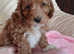 Outstanding Cavapoo puppies