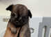 Tiny little dark brindle boy