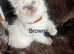 Ragdoll kittens